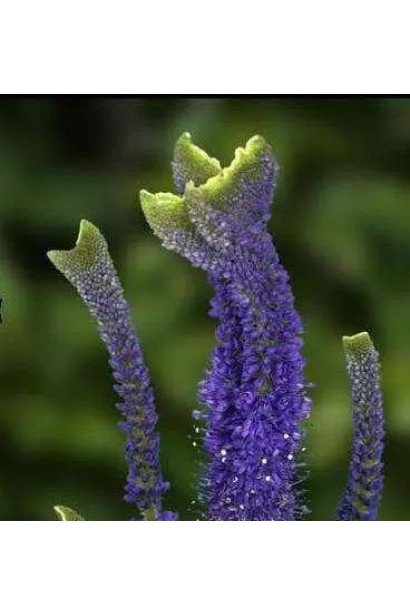 Veronica spicata ’Cristata’ 